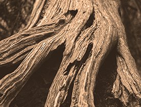 transgeneration trauma body2