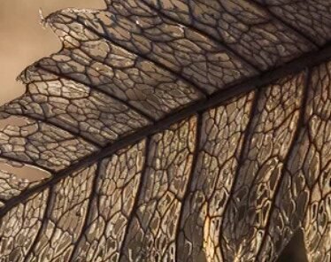 transgeneration trauma_leaf1