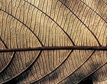 transgeneration trauma_leaf2